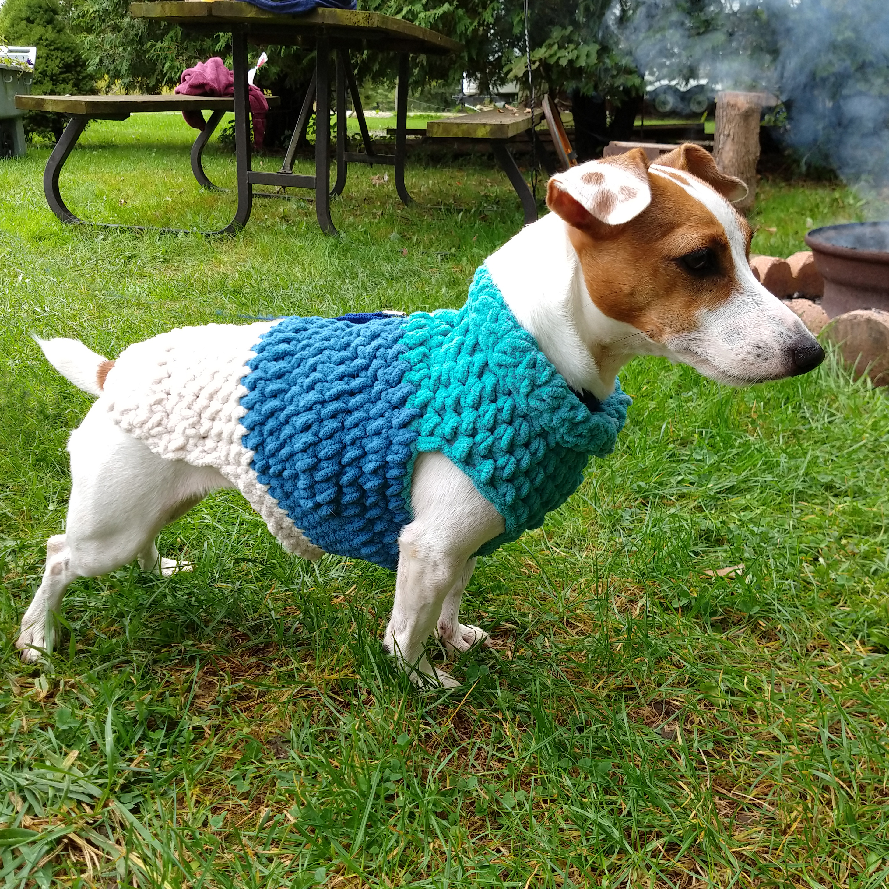 Dog's sweater category